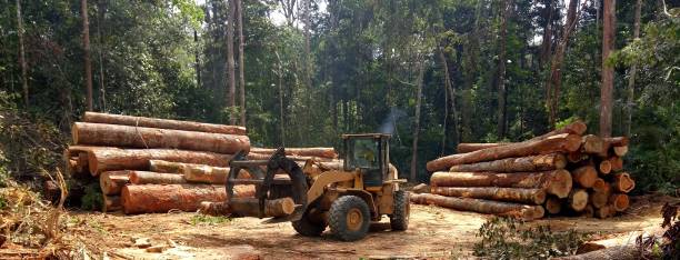 How Our Tree Care Process Works  in  Clanton, AL