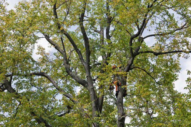Reliable Clanton, AL Tree Care Solutions
